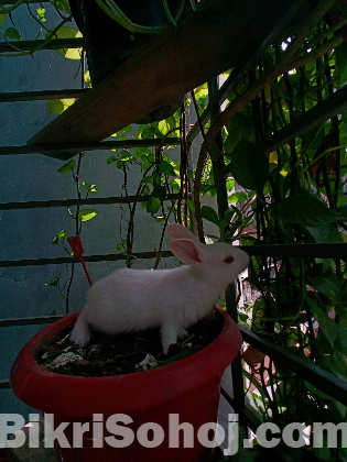 Rabbit